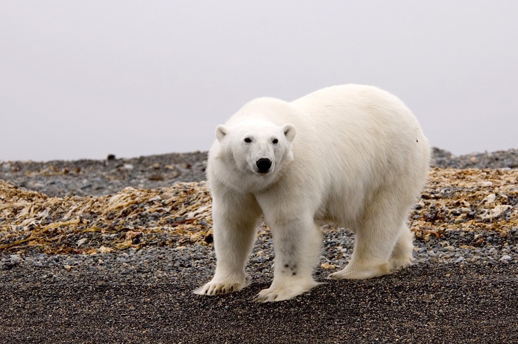 2507 Lågøya Isbjørn08.jpg - Polar Bear (Thalarctos maritimus) Isbjørn, Spitsbergen Norway July 2008